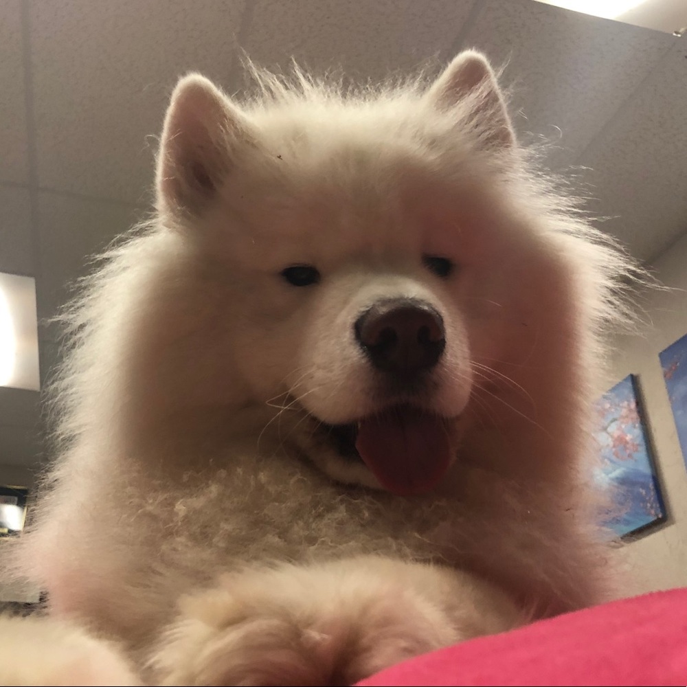 Meet your Posher, Loic